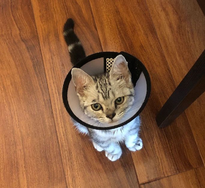 猫图片|宠物猫|猫咪|