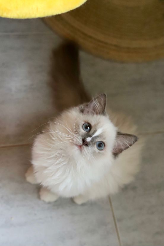 猫图片|宠物猫|猫咪|