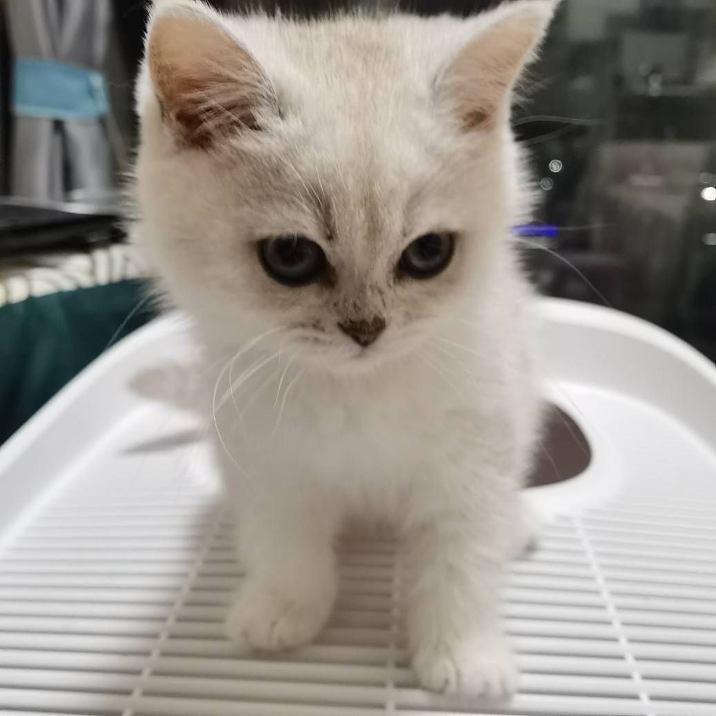 猫图片|宠物猫|猫咪|