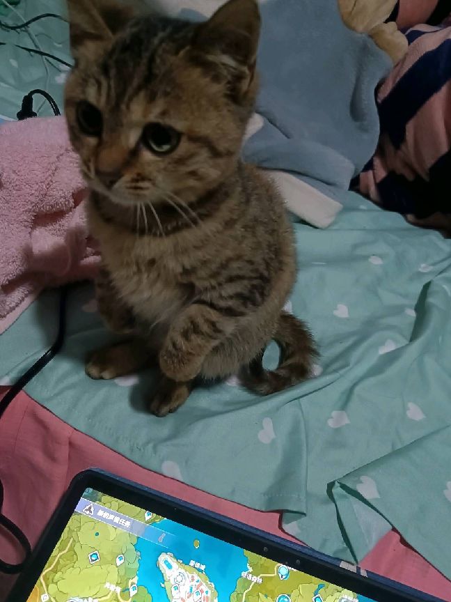 猫图片|宠物猫|猫咪|