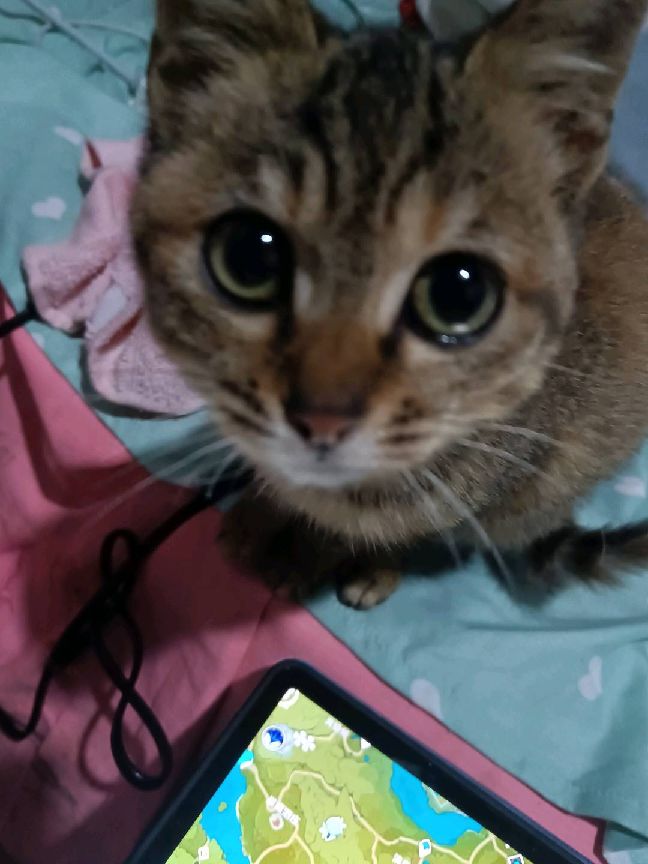 猫图片|宠物猫|猫咪|