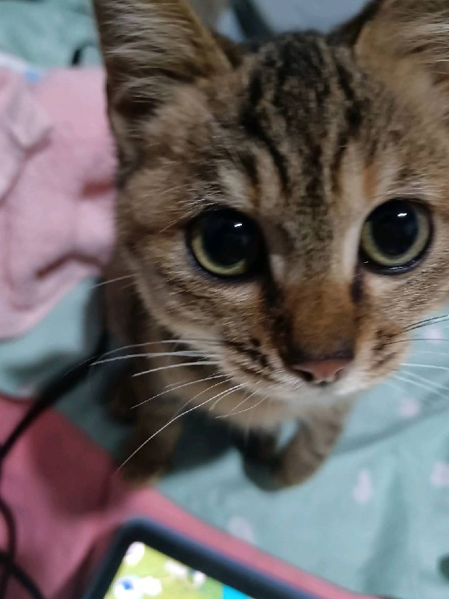 猫图片|宠物猫|猫咪|