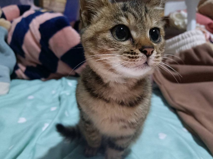 猫图片|宠物猫|猫咪|