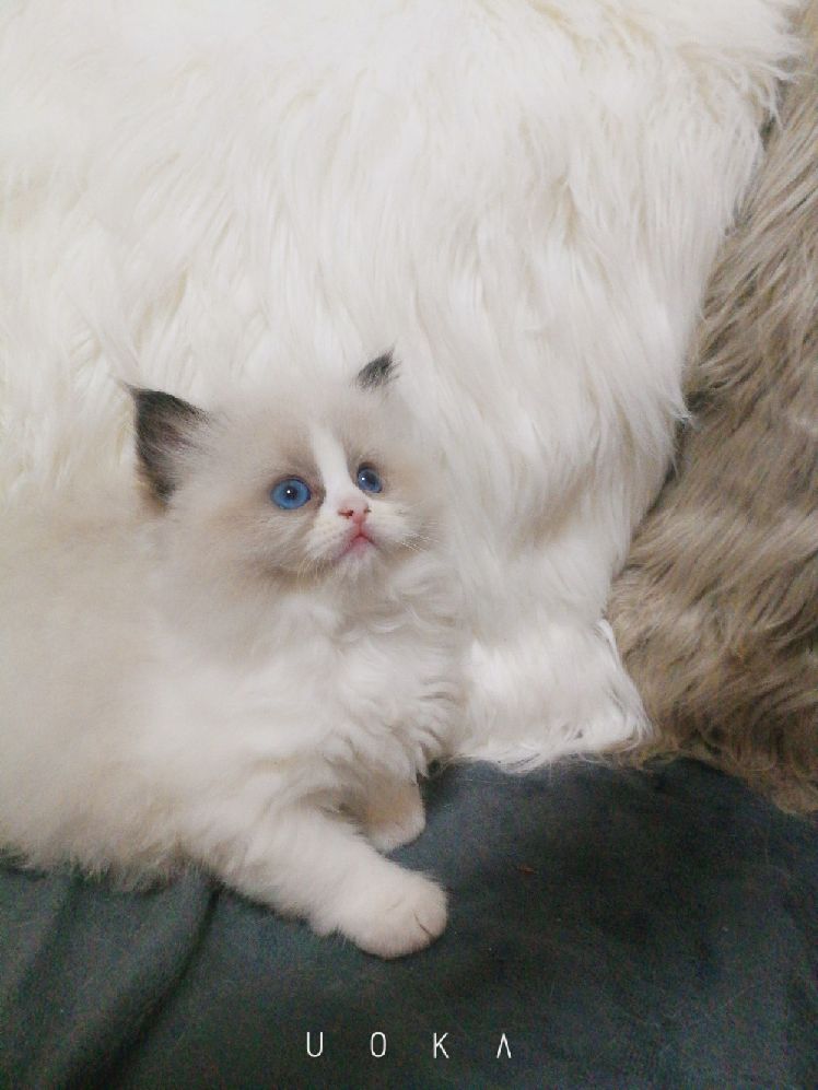 猫图片|宠物猫|猫咪|