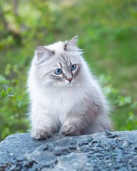 猫图片|宠物猫|猫咪|