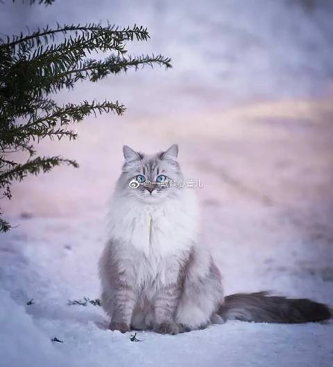 猫图片|宠物猫|猫咪|