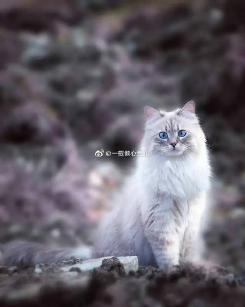 猫图片|宠物猫|猫咪|