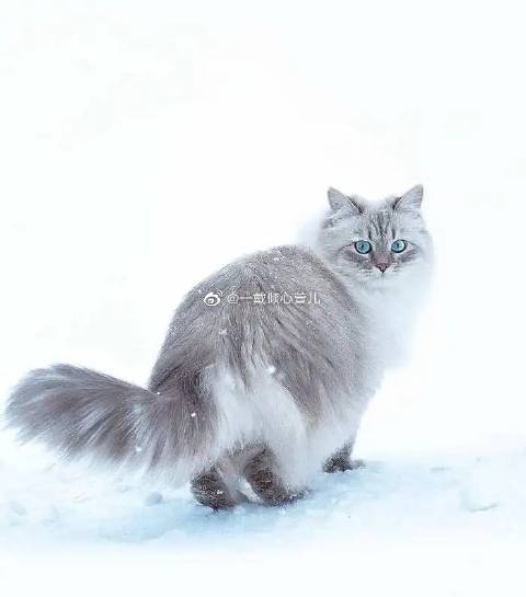 猫图片|宠物猫|猫咪|