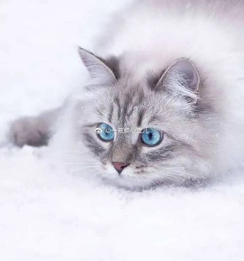 猫图片|宠物猫|猫咪|