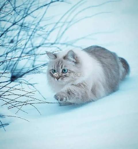 猫图片|宠物猫|猫咪|