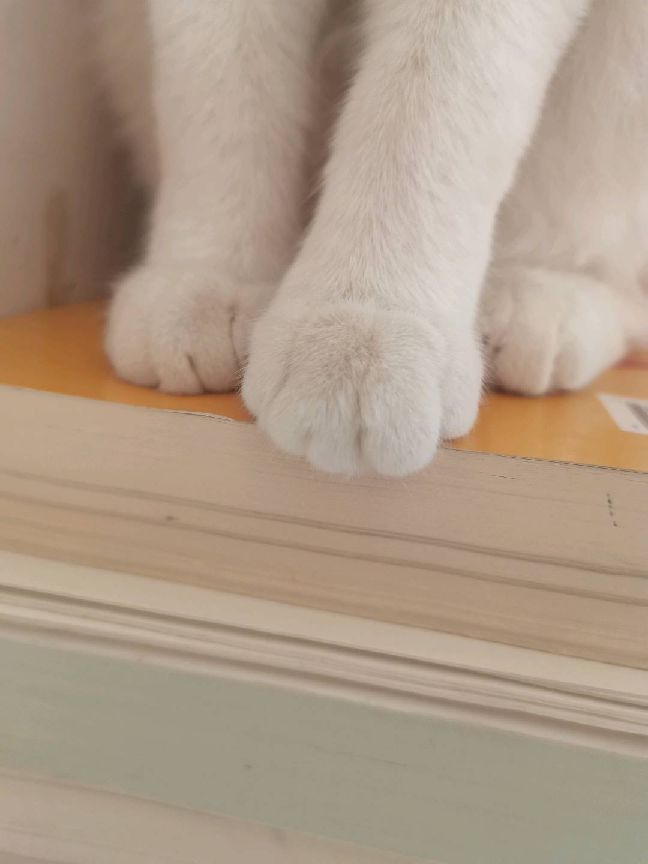 猫图片|宠物猫|猫咪|