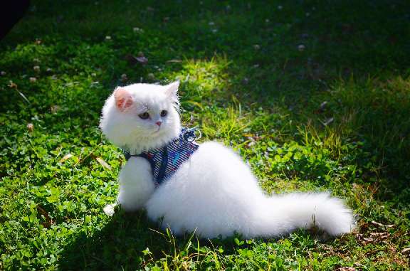 猫图片|宠物猫|猫咪|