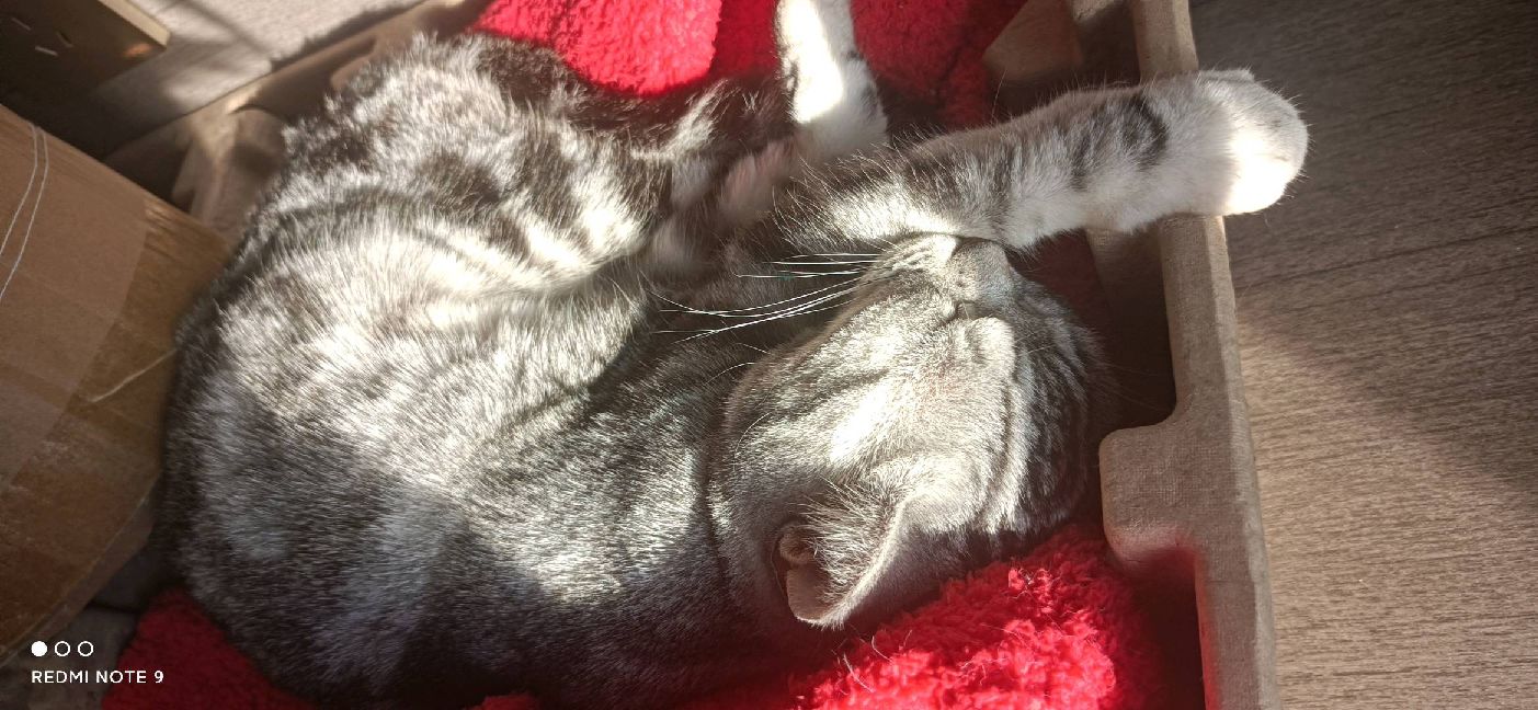 猫图片|宠物猫|猫咪|