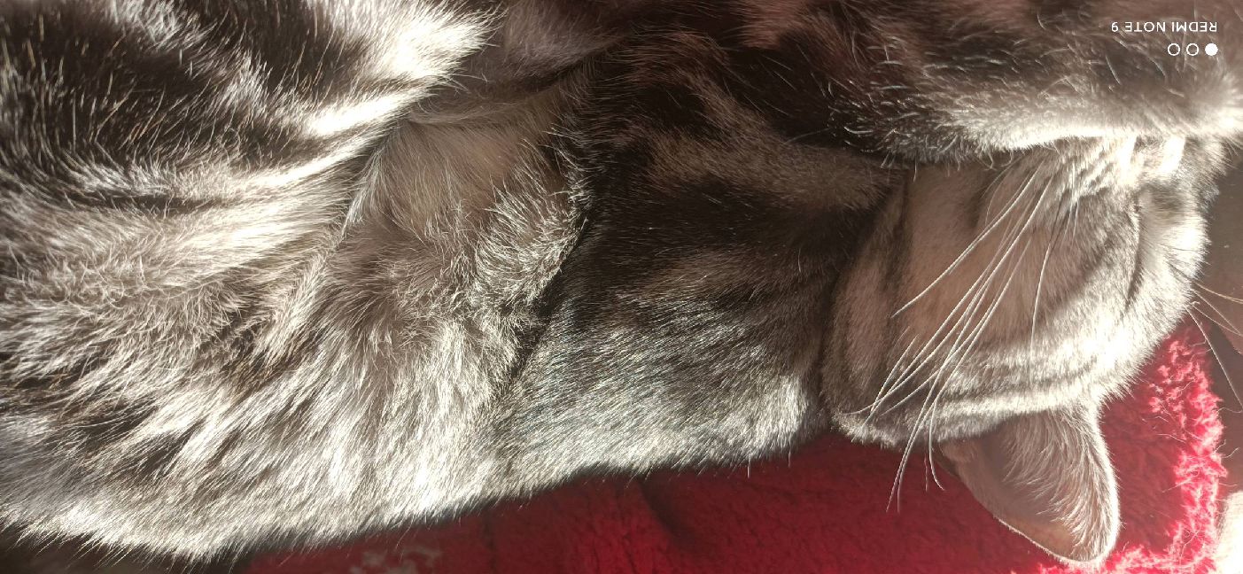 猫图片|宠物猫|猫咪|