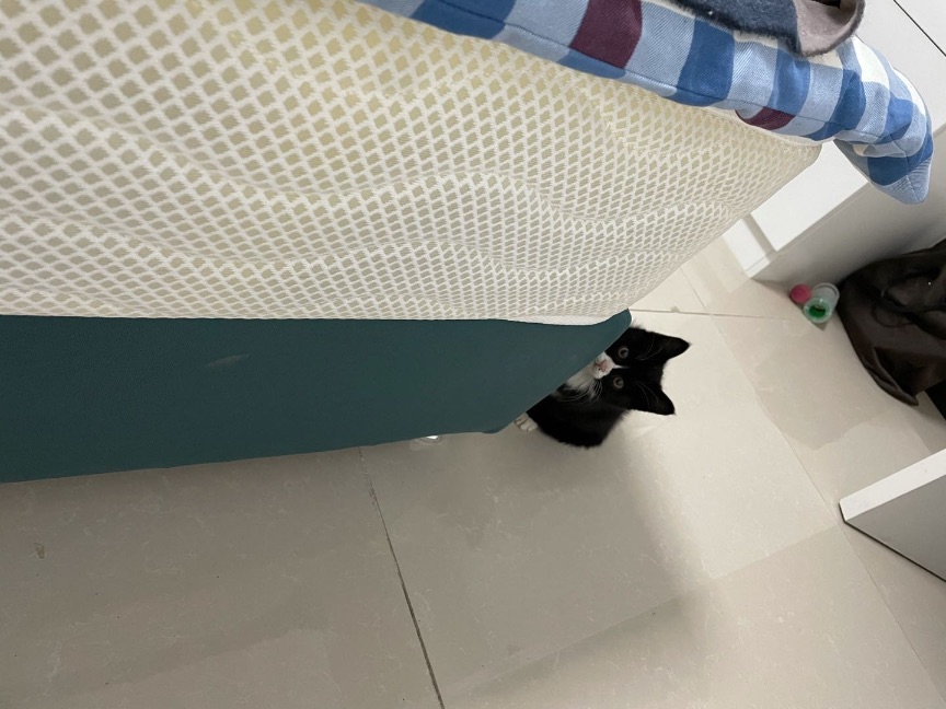 猫图片|宠物猫|猫咪|