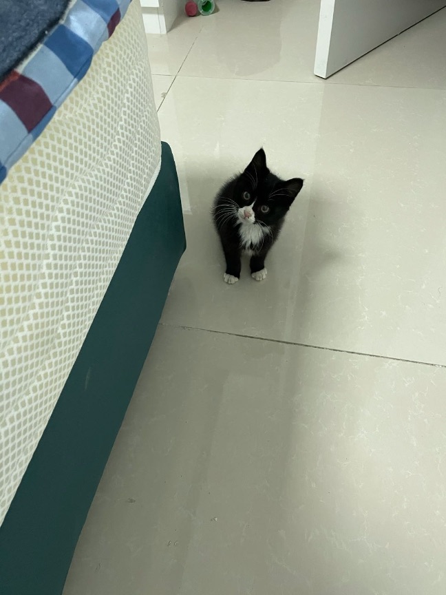 猫图片|宠物猫|猫咪|