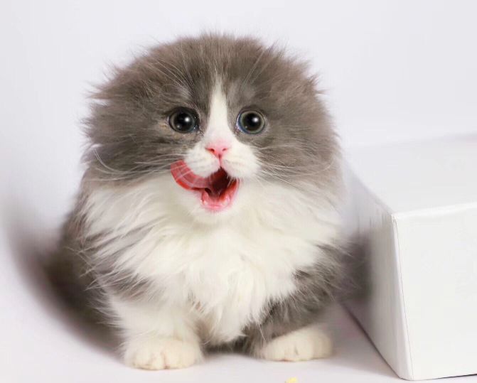 猫图片|宠物猫|猫咪|