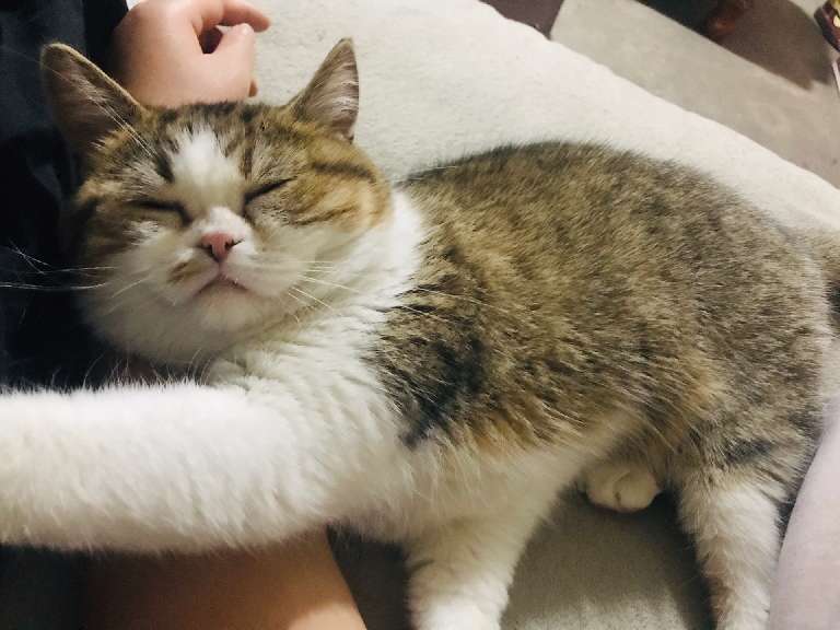 猫图片|宠物猫|猫咪|