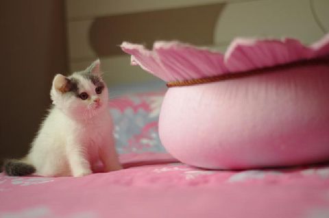 猫图片|宠物猫|猫咪|