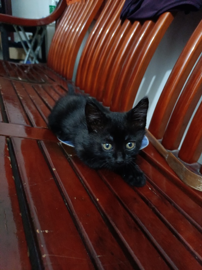 猫图片|宠物猫|猫咪|