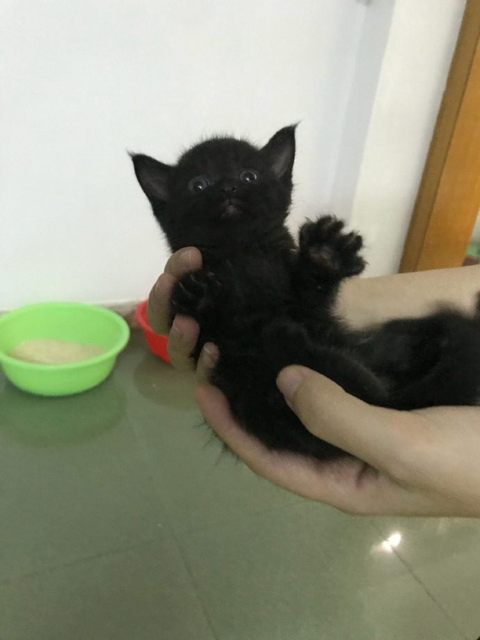 猫图片|宠物猫|猫咪|