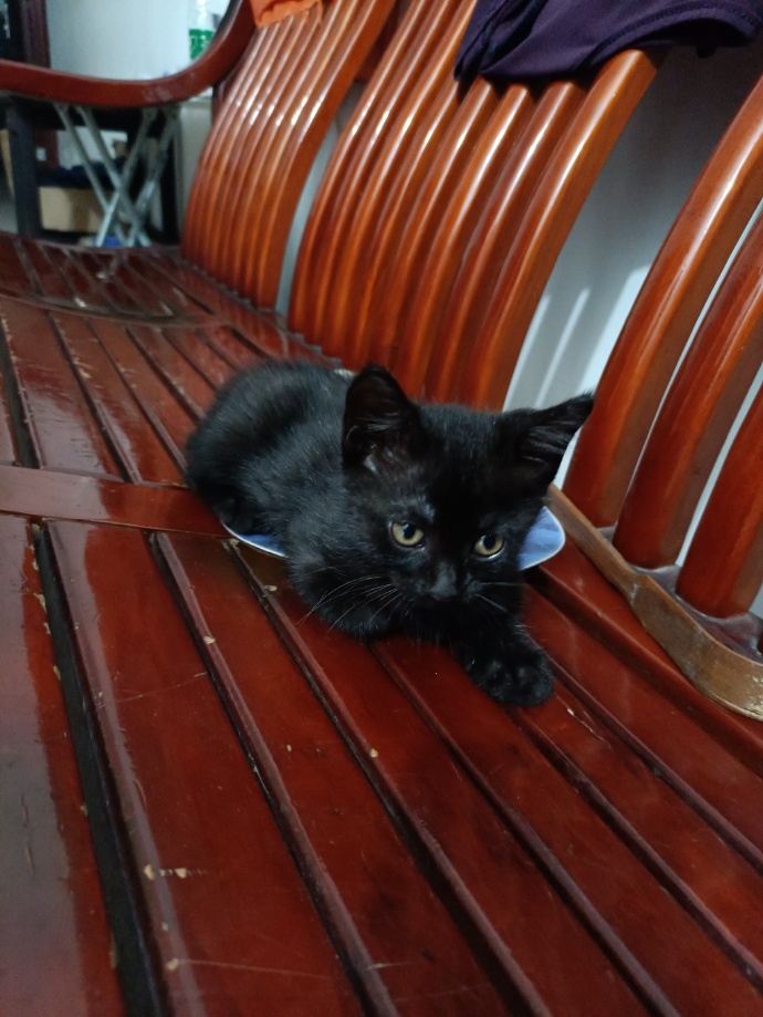 猫图片|宠物猫|猫咪|