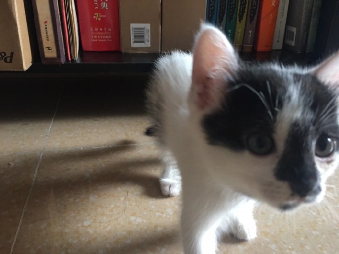 猫图片|宠物猫|猫咪|