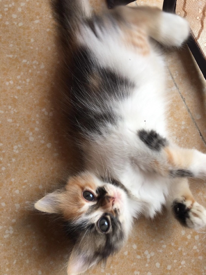 猫图片|宠物猫|猫咪|