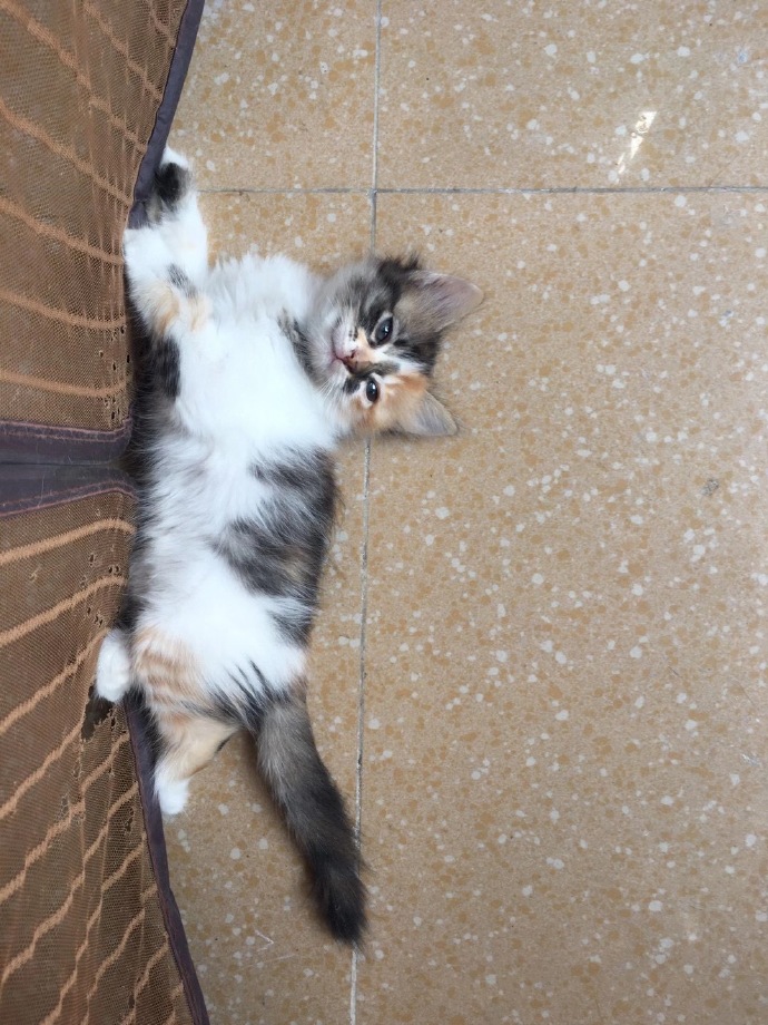 猫图片|宠物猫|猫咪|