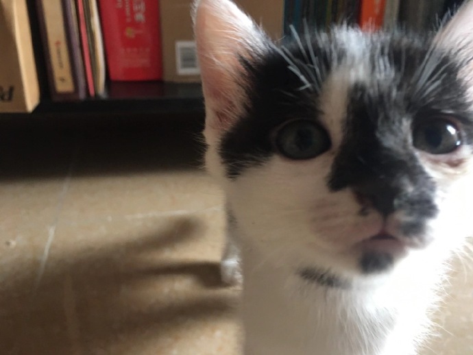 猫图片|宠物猫|猫咪|