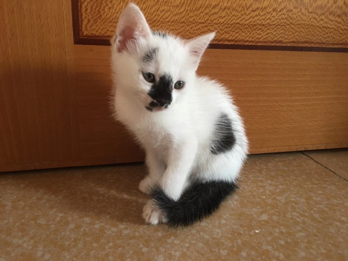 猫图片|宠物猫|猫咪|