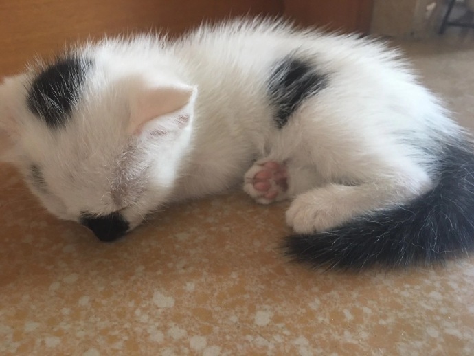 猫图片|宠物猫|猫咪|