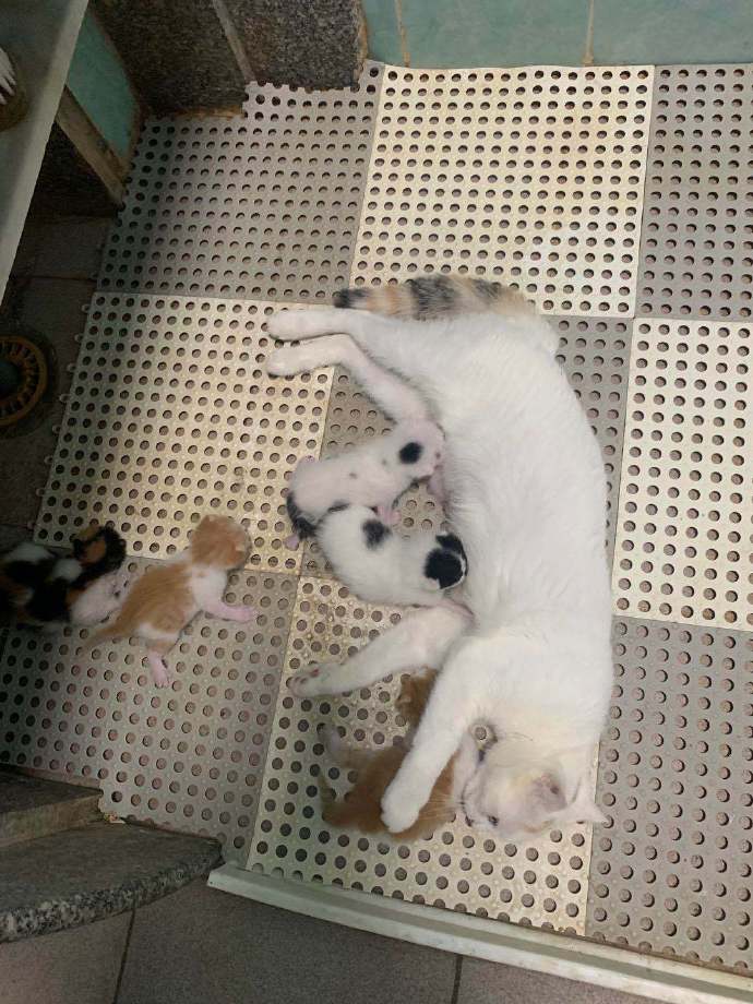 猫图片|宠物猫|猫咪|