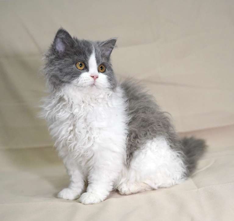 猫图片|宠物猫|猫咪|