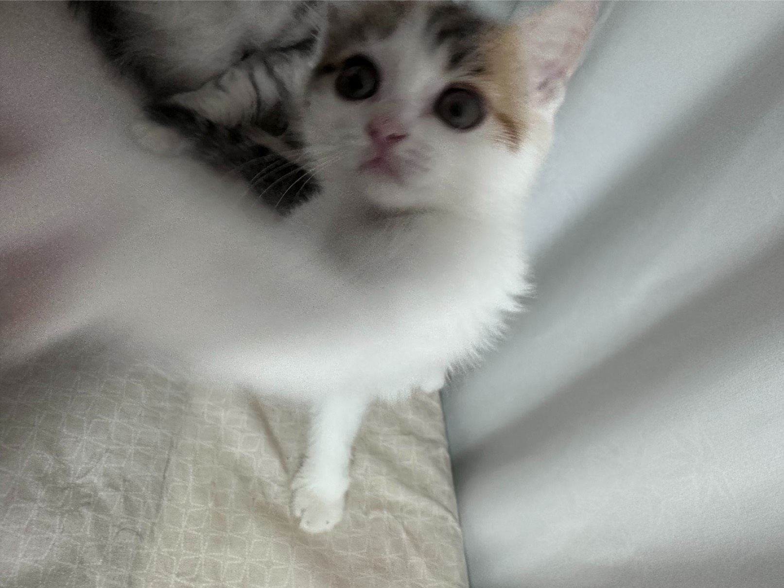 猫图片|宠物猫|猫咪|