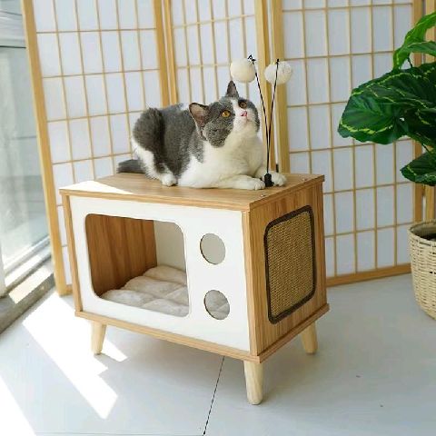 猫图片|宠物猫|猫咪|