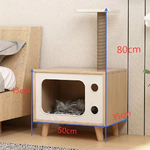 猫图片|宠物猫|猫咪|