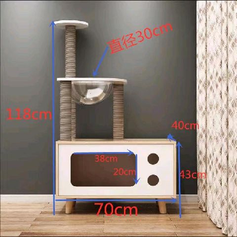 猫图片|宠物猫|猫咪|