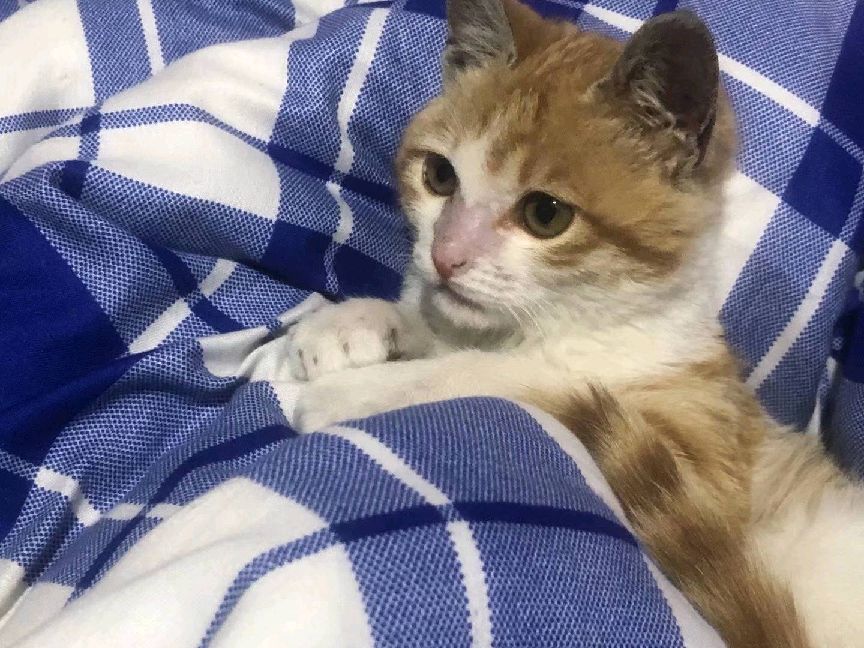 猫图片|宠物猫|猫咪|