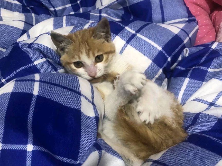 猫图片|宠物猫|猫咪|