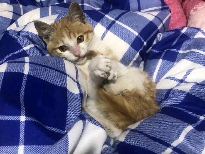 猫图片|宠物猫|猫咪|