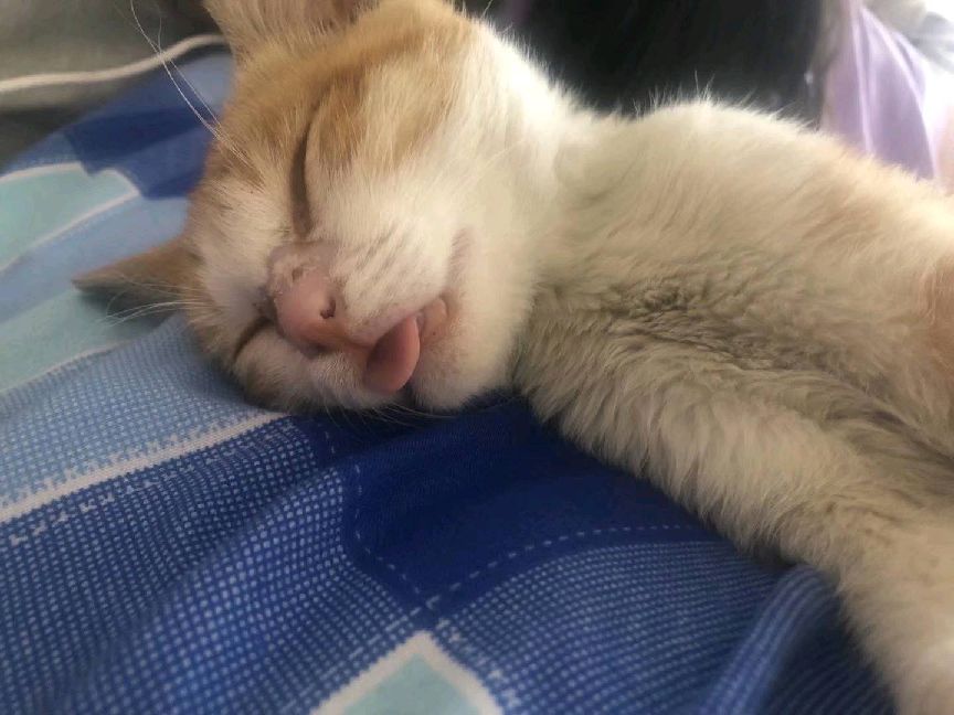 猫图片|宠物猫|猫咪|