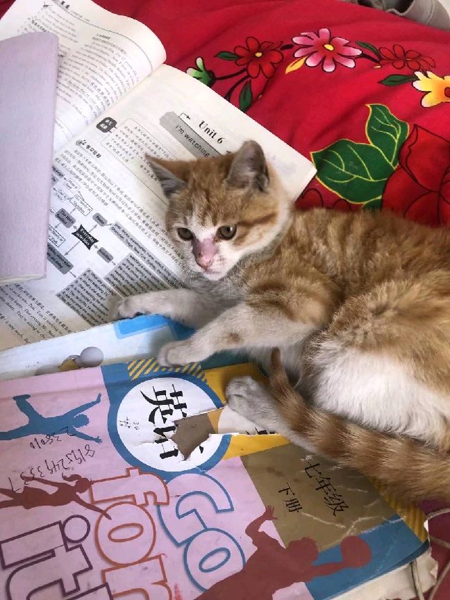 猫图片|宠物猫|猫咪|