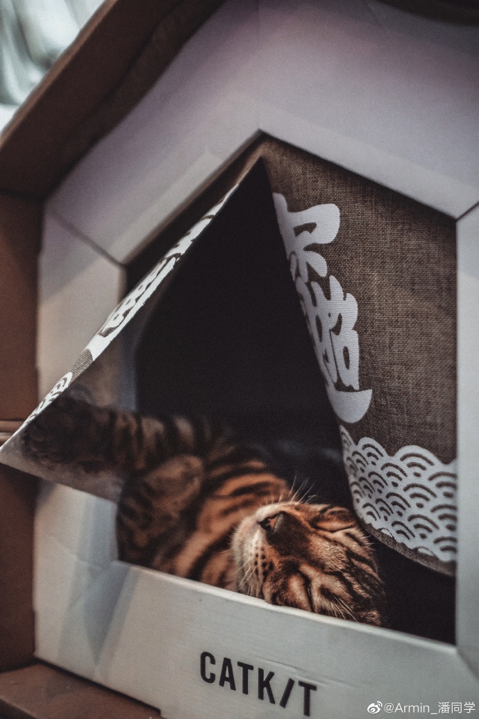 猫图片|宠物猫|猫咪|