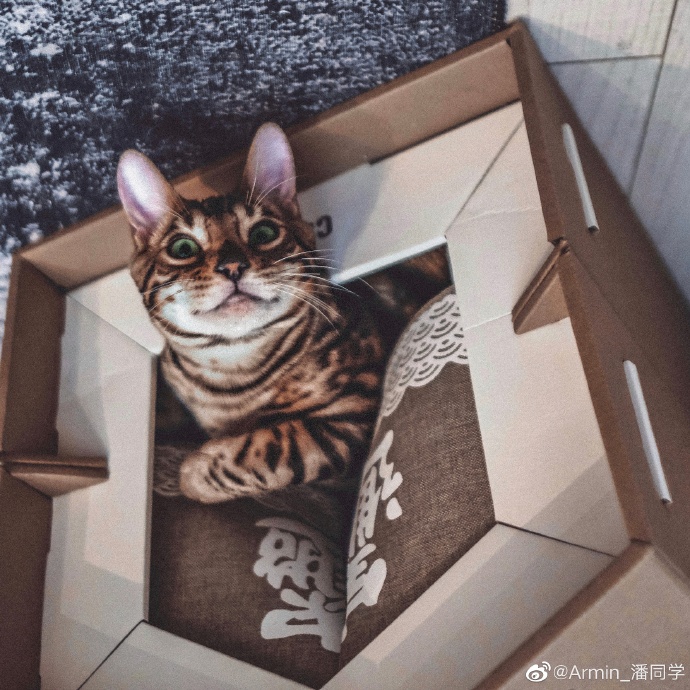 猫图片|宠物猫|猫咪|