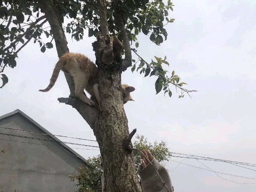 猫图片|宠物猫|猫咪|