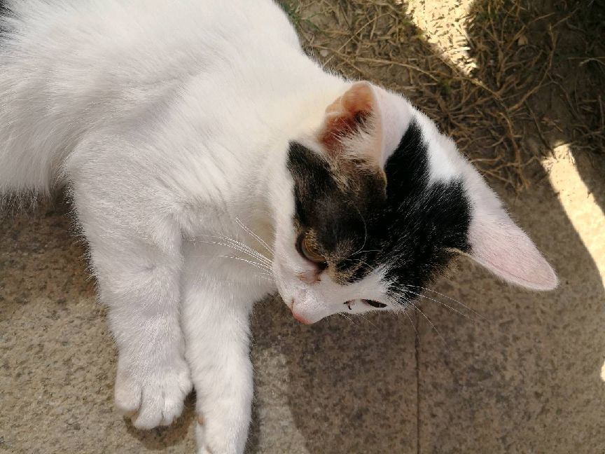 猫图片|宠物猫|猫咪|