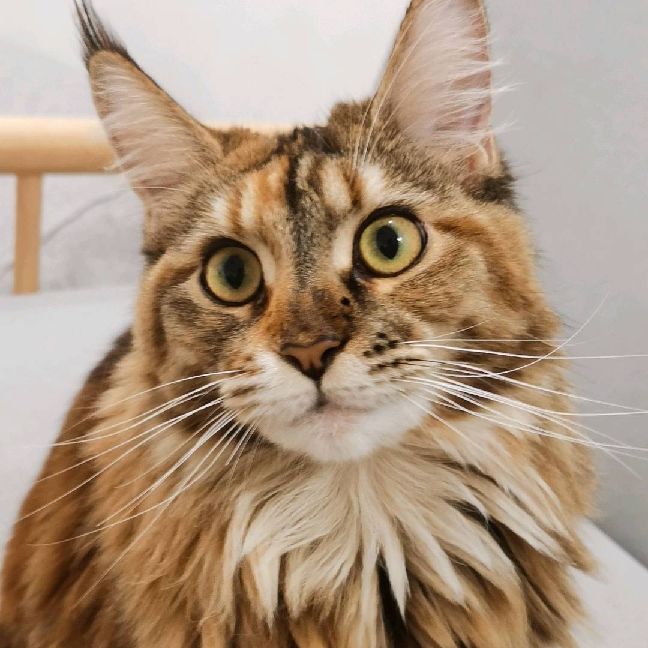 猫图片|宠物猫|猫咪|