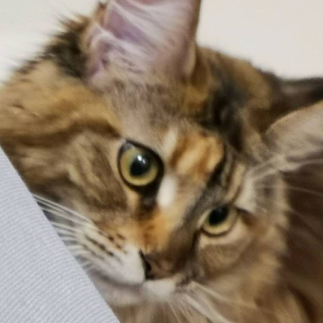 猫图片|宠物猫|猫咪|