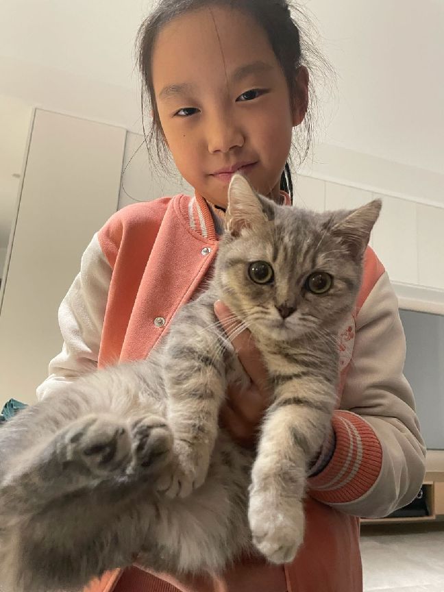 猫图片|宠物猫|猫咪|